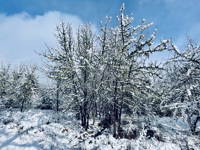 A group of snowy trees in a snowy field with blue sky behind