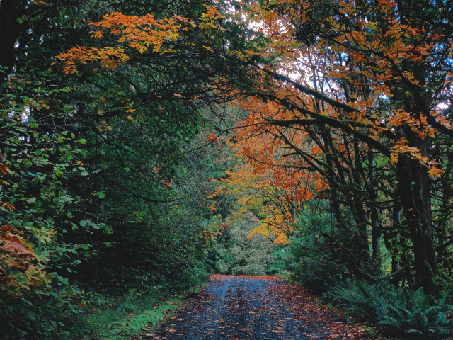 road surrounded by green, yellow and red trees