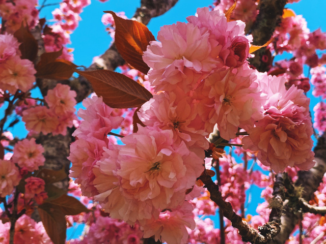 closeup of an ornamental plum tree bloom branch