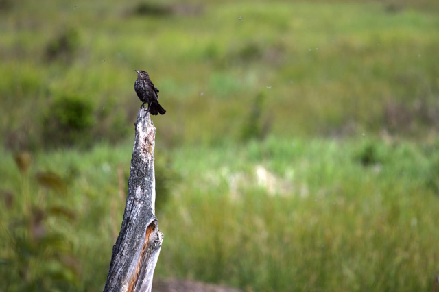 femaled red-winged blackbird on a stump eyeing mayflies all around