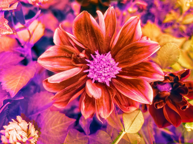 A red flower with digitally altered colors