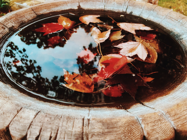 Colorful fall leaves in a birdbath