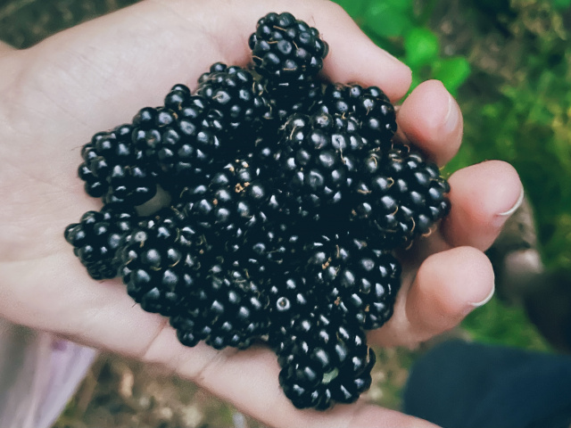 Hand holding over a dozen freshly picked blackberries